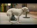 VW singing dog Advert