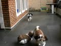 todos shih tzus.MOV