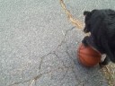 Dog Tries To Get Basketball 2 Dog Tries To Get Basketball 2
