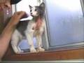 Kitten with Throat Torn Gets Help