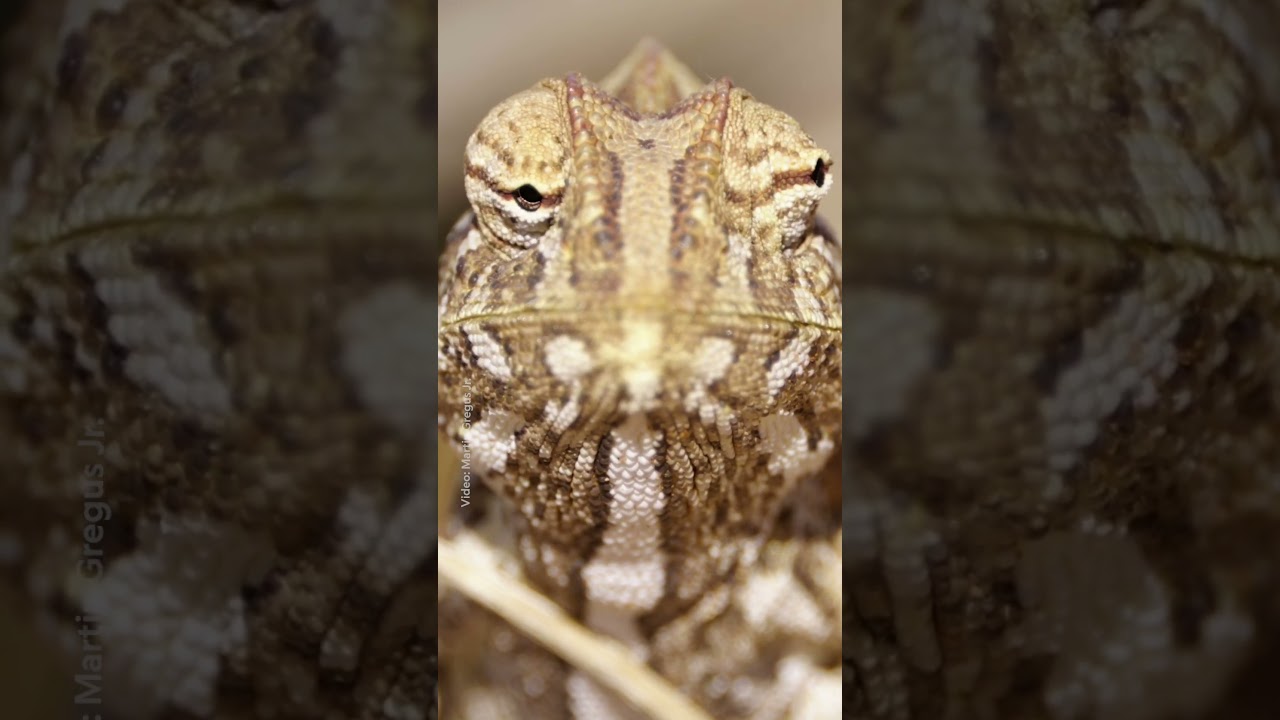 What does it mean when the Namaqua chameleon changes color? 🤔 #NationalGeographic