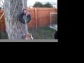 Pitbull springpole play 3 Pitbull springpole play 3