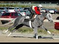 In Memory of the Race Horses In Memory of the Race Horses