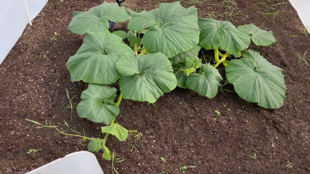 5/24 Giant Pumpkin Update