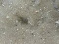 work out bee