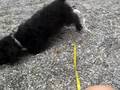 Joey: being silly on the beach ( 2 months 26 days)