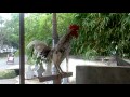 ayam ketawa dangdut kristal penutup spesial