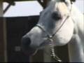 Arabian Stallion Ryad-el-Jamaal