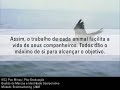 Motivação e Liderança | Gansos Motivação e Liderança | Gansos