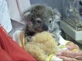 Tinkerbell: tiny koala joey feeding