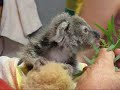 Tinkerbell: tiny koala joey feeding