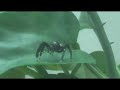 Big jumping spider catching large fly Big jumping spider catching large fly
