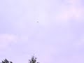 Man eaten by midges - Scotland\ Man eaten by midges - Scotland\