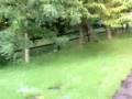 Man eaten by midges - Scotland's most ferocious predator
