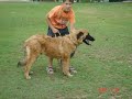 Cães Perigosos Cães Perigosos