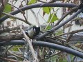 動画シジュウカラ.AVI