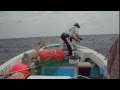 Vertical Jigging Amberjack (Fishing) With Okinawa Anglers Resource Aboard The Yurika