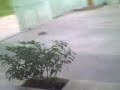 MOV0010A.mp4