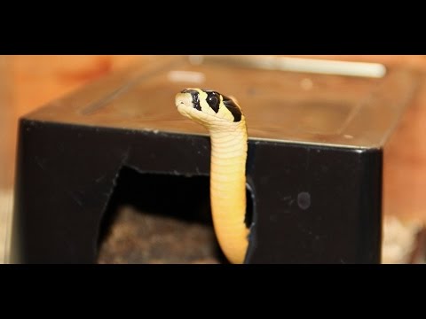 YouTube reptile video