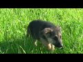 Hunde-aus-Mallorca.de - SILVER - Kunterbunt