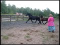 Ayah Ike - friesian Tietse foal Ayah Ike - friesian Tietse foal