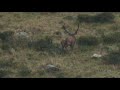 Cervi nel Parco dello Stelvio 2