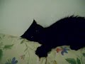 Pinky1.wmv