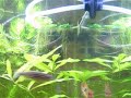 A little narration of my Dwarf gourami biulding a nest