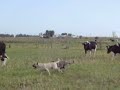 perro cimarron uruguayo trabajando perro cimarron uruguayo trabajando