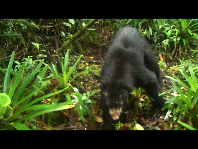 Avistado Oso de Anteojos en el Páramo de Miraflores en Huila