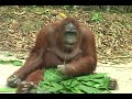 Click here to watch this video Siswi - Clip No. 3