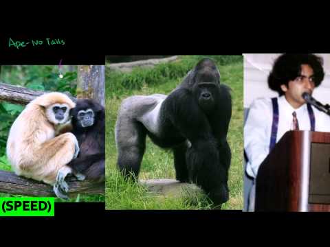 how to dissolve adenosine