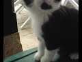 arnold et willy, chienet chat du riton