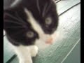 arnold et willy, chienet chat du riton