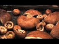 Healthy Cooking: Roasted Mushroom Crostini Healthy Cooking: Roasted Mushroom Crostini
