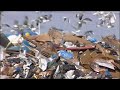 The sad life of a plastic bag