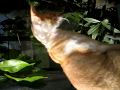 Cornish Rex Stud - Leon