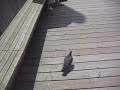Pidgeon Chase FOUR