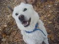 My Korean Jindo Speaking to me!