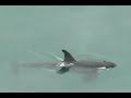 Orca Vista na Praia Reserva