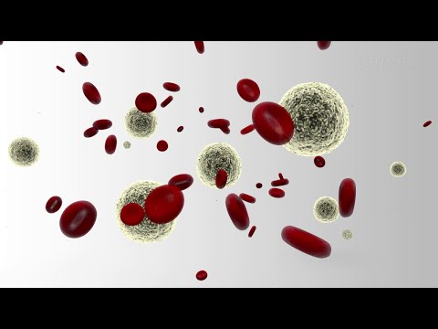 how to isolate red blood cells