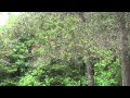 Light Summer Rain in the Forest - YouTube
