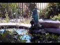 Attracting Wild Birds to Backyards