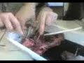 dissection 2 dissection 2