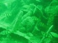 Plongée sur l'épave du Dragon devant Ouistreham : vue sur la proue, canon, tacauds et homard.