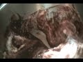 chocolate-mousse-recipe