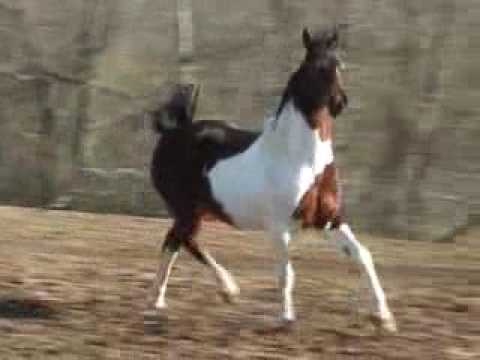 Pinto Arabian Gelding, Kodiak Island