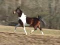 Pinto Arabian Gelding, Kodiak Island