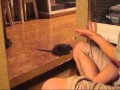 Алика гладят - YouTube