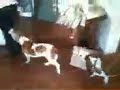 My dogs' unusual relationship with my sister/